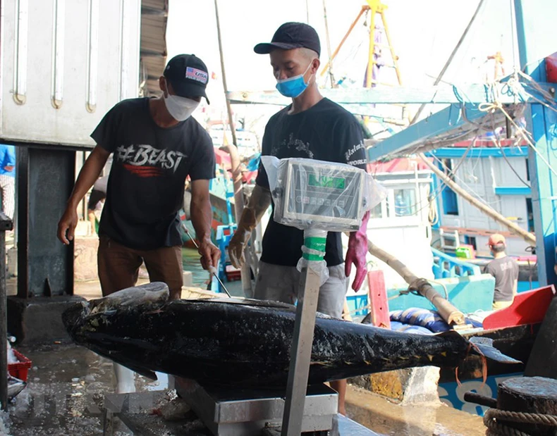 Hình ảnh ngư dân tỉnh Khánh Hòa trúng đậm cá ngừ đại dương -0