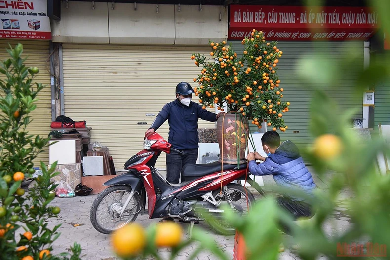Hà Nội sôi động thị trường đào, quất ngày 28 Tết -0