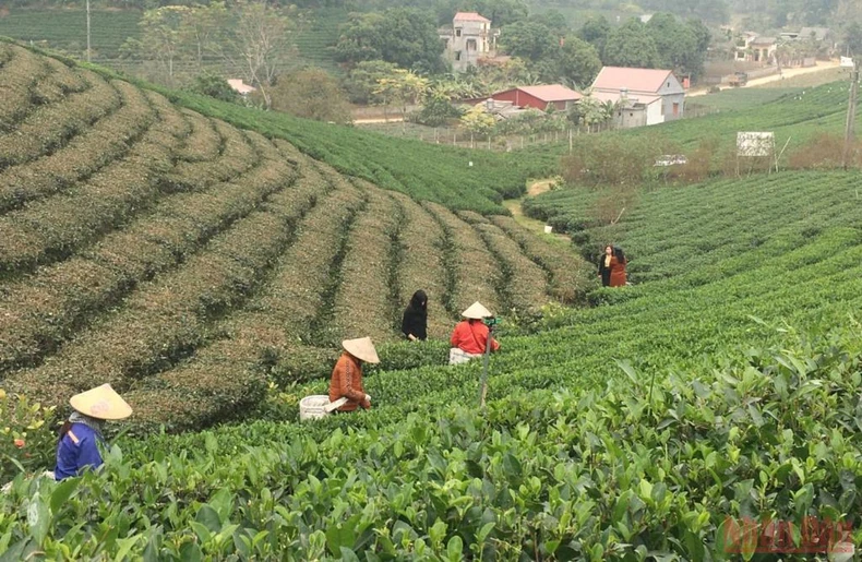 Bài 3: Hồi sinh một vùng chè huyền thoại -0