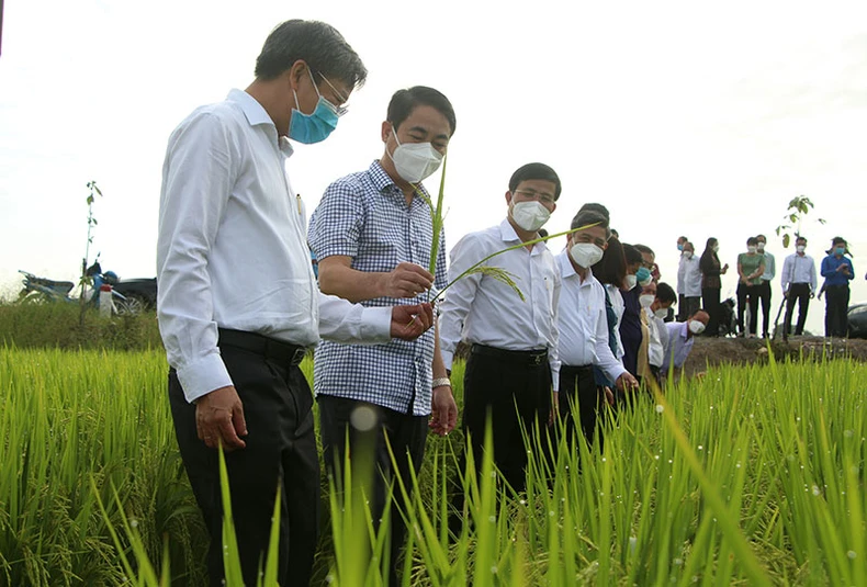 Hậu Giang phát động Tết trồng cây và thăm đồng đầu năm -0
