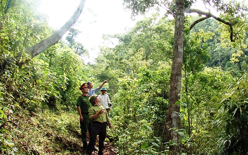 Nguy cơ rừng bị phá do thiếu kinh phí khoán bảo vệ -0