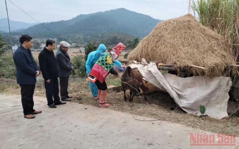 Quảng Ninh tăng cường phòng, chống rét cho vật nuôi, cây trồng -0