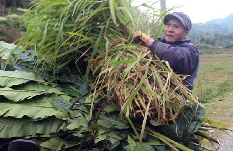 Rét đậm, rét hại gây nhiều thiệt hại tại Điện Biên, Bắc Kạn -0