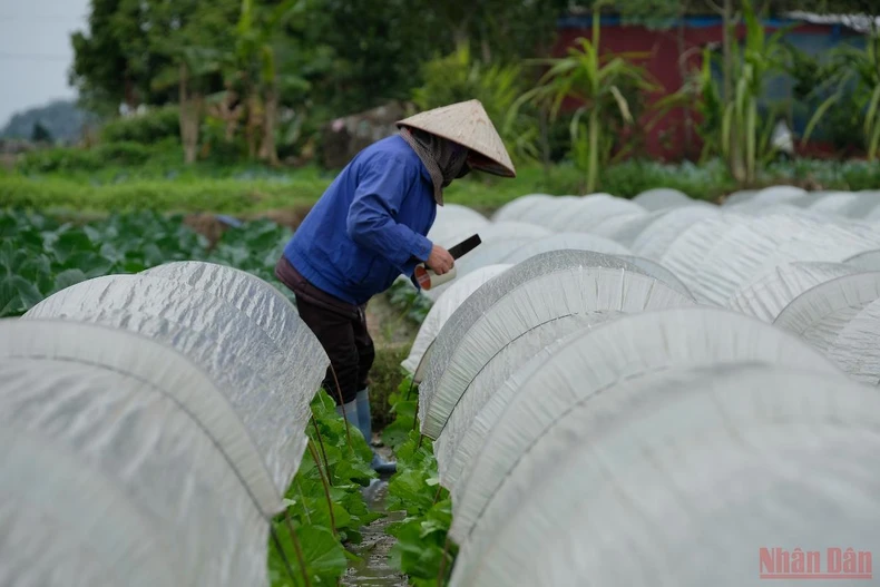 Nông dân Hà Nội “mặc áo”, rửa sương cho rau xanh chống -0