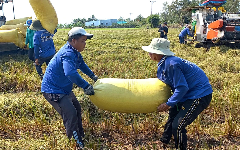 Lúa vụ đông xuân năng suất cao, thu nhập nông dân thấp -0