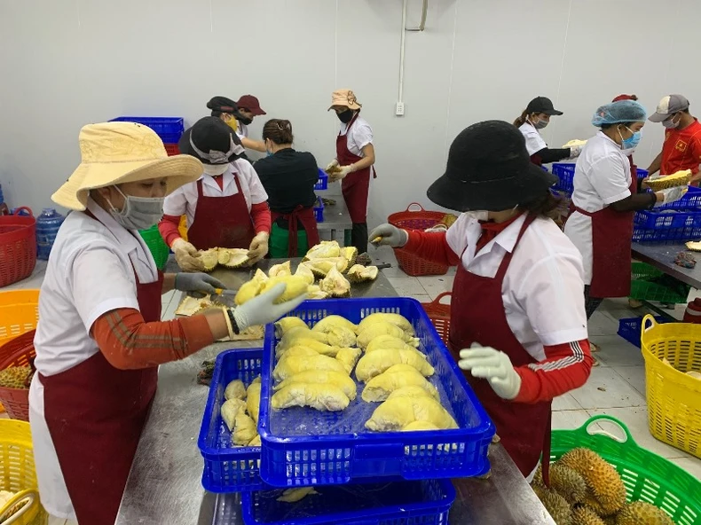 Sầu riêng Krông Pắc được công nhận nhãn hiệu tập thể -0