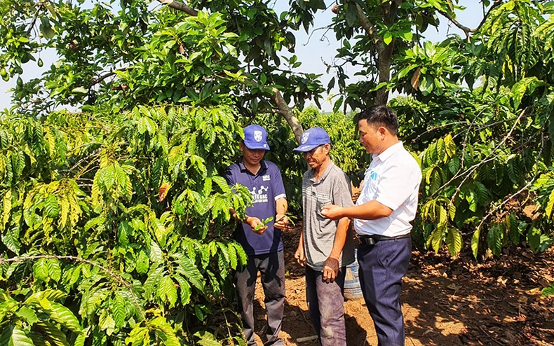 Hiệu quả từ cuộc vận động vươn lên thoát nghèo bền vững ở Kon Tum -0