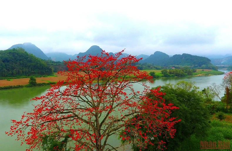 Rực đỏ mùa hoa gạo bên sông Lam -0