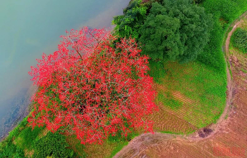 Rực đỏ mùa hoa gạo bên sông Lam -0