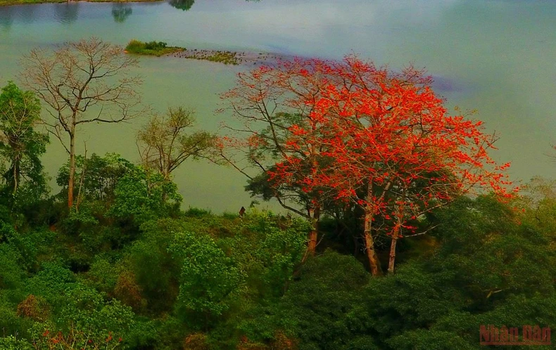 Rực đỏ mùa hoa gạo bên sông Lam -0