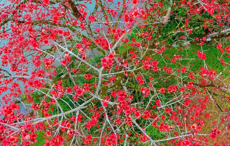 Rực đỏ mùa hoa gạo bên sông Lam -0