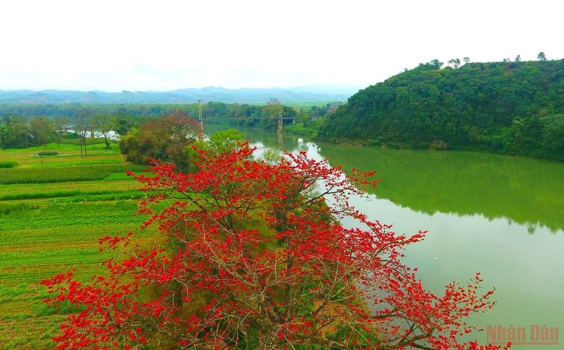 Rực đỏ mùa hoa gạo bên sông Lam -0