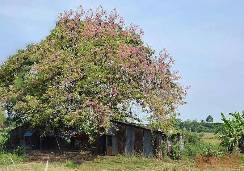 Tháng 3 mùa hoa ô môi khoe sắc -0