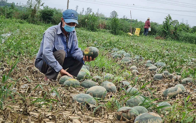Quảng Ngãi đề nghị hỗ trợ khẩn cấp giống lúa, rau để khôi phục sản xuất -0