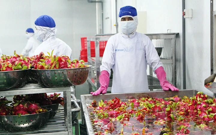 Chủ động phương án tiêu thụ trái cây khu vực Nam Bộ -0