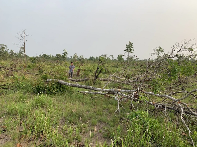 View - Thêm hàng trăm ha rừng tự nhiên ở Đắk Lắk bị tàn phá