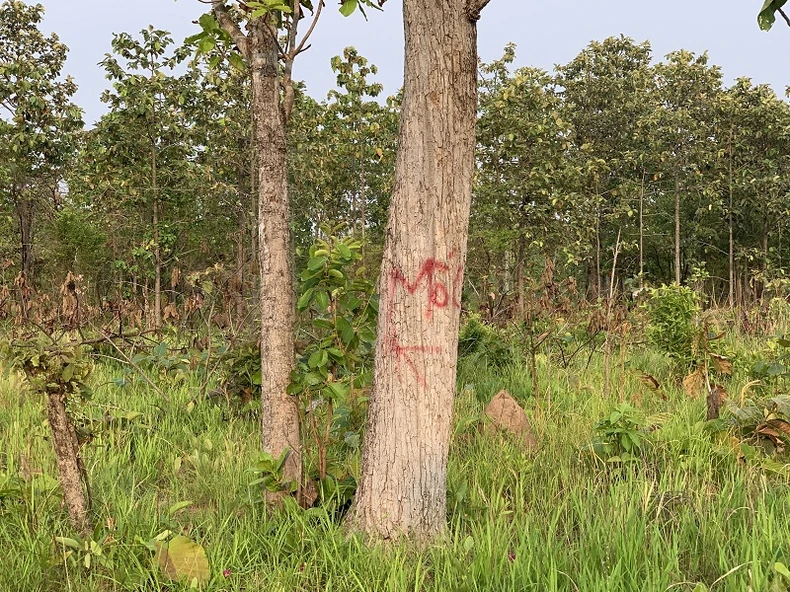  Một cây rừng có đường kính lớn còn sót lại nằm giữa khu rừng do Làng thanh niên lập nghiệp Ia Lốp, huyện Ea Súp bị tàn phá được các đối tượng đánh dấu mốc.  