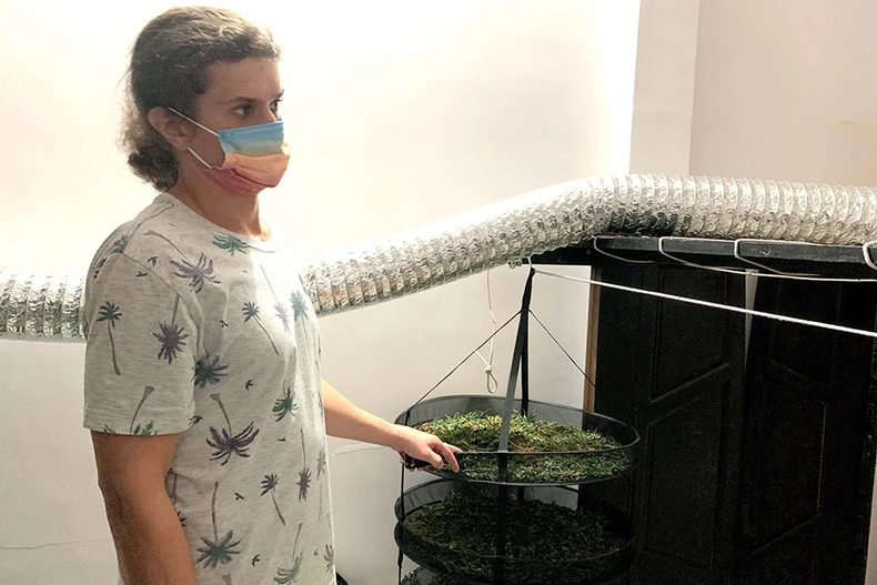 Truy tố một người nước ngoài về tội trồng và tàng trữ trái phép cần sa -0