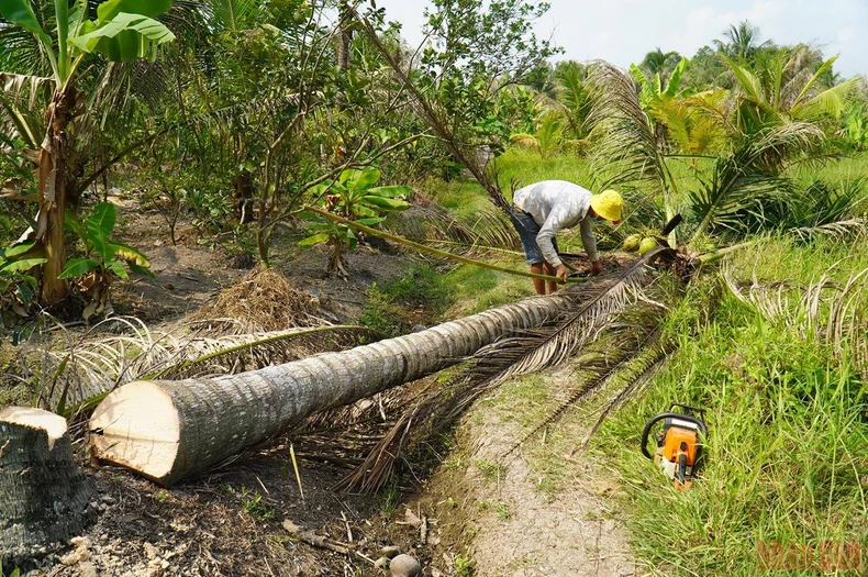 Bến Tre tập trung phòng trừ sâu đầu đen gây hại dừa -0