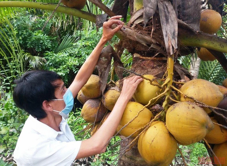 Bến Tre tập trung phòng trừ sâu đầu đen gây hại dừa -0