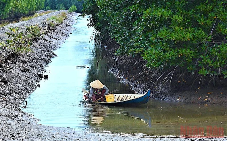 Công nhận chỉ dẫn địa lý với “Tôm sú Cà Mau” -0