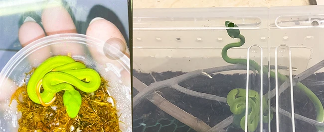 Giấu gia đình tự nuôi rắn, bé trai nguy hiểm tính mạng vì bị rắn cắn -0