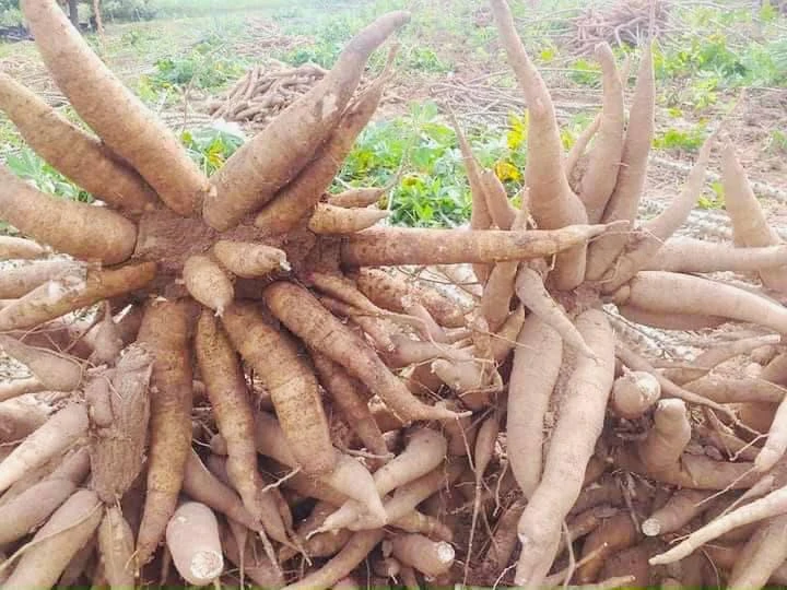 Tạo chuỗi giá trị cho sắn -0