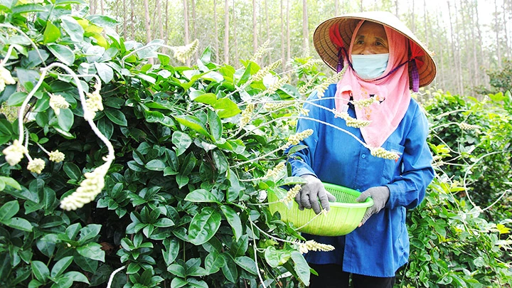 Báu vật núi Dành -0