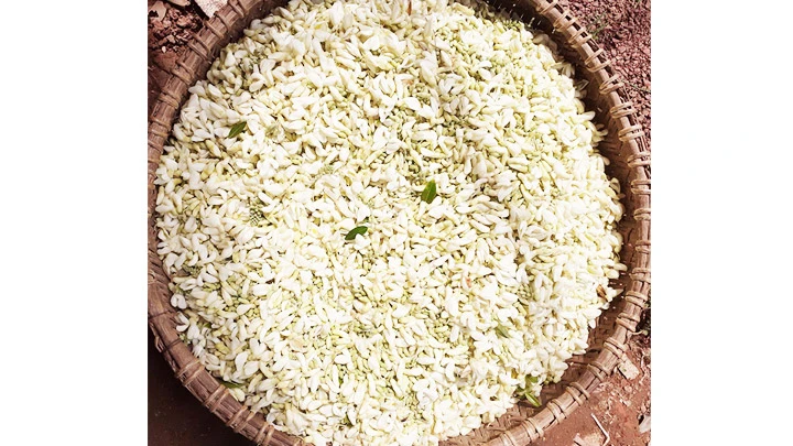 Báu vật núi Dành -0