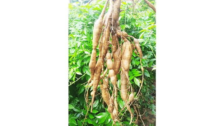 Báu vật núi Dành -0
