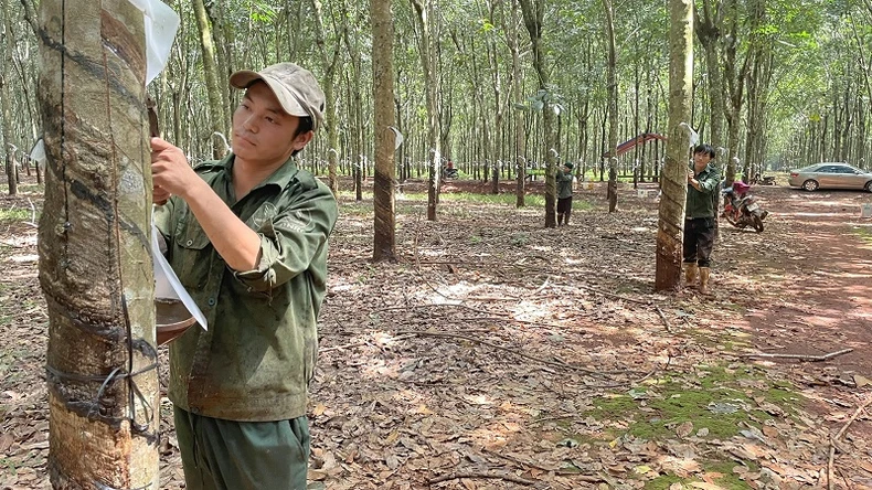 Chăm lo đời sống công nhân dân tộc thiểu số -0