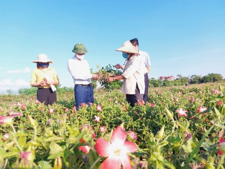 Sản xuất nông nghiệp theo hướng “xanh” an toàn và hiệu quả ở Hà Nội -0