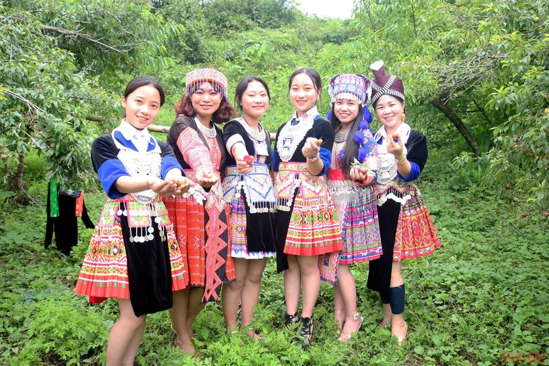 Ngày hội hái mận ở vùng cao Nghệ An -0