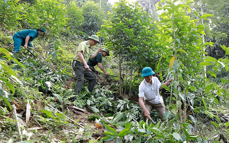 Nguồn lực cho bảo vệ, phát triển rừng bền vững -0