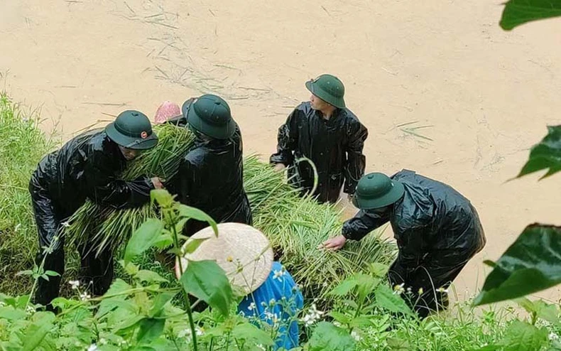 Bộ đội giúp dân vùng biên thu hoạch lúa trong mưa bão -0