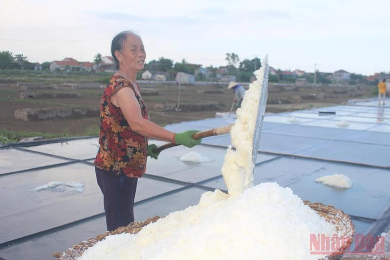 Giá muối tăng, người làm muối Quỳnh Lưu phấn khởi bám nắng sản xuất -0