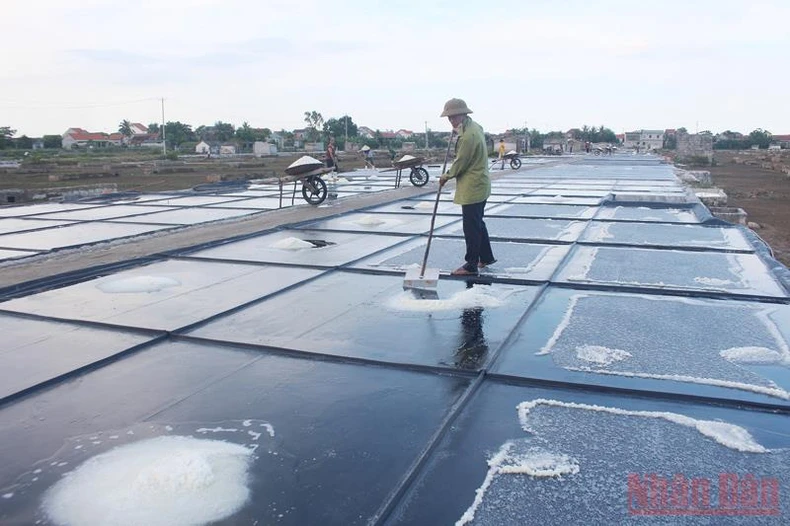 Giá muối tăng, người làm muối Quỳnh Lưu phấn khởi bám nắng sản xuất -0