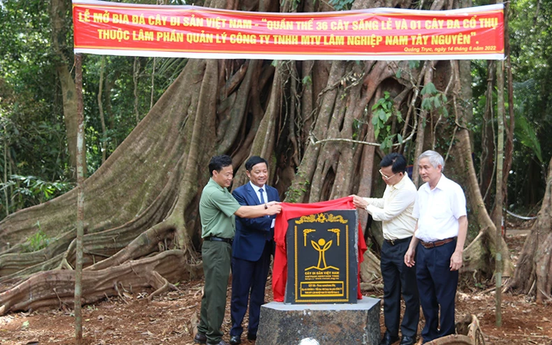 Công nhận quần thể Cây di sản Việt Nam tại Đắk Nông -0