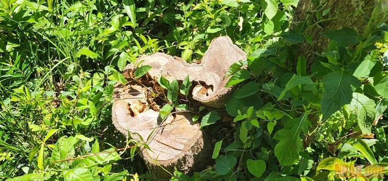 Bình Định: Phát hiện hơn 11 ha rừng bị xâm hại tại huyện Phù Mỹ -0