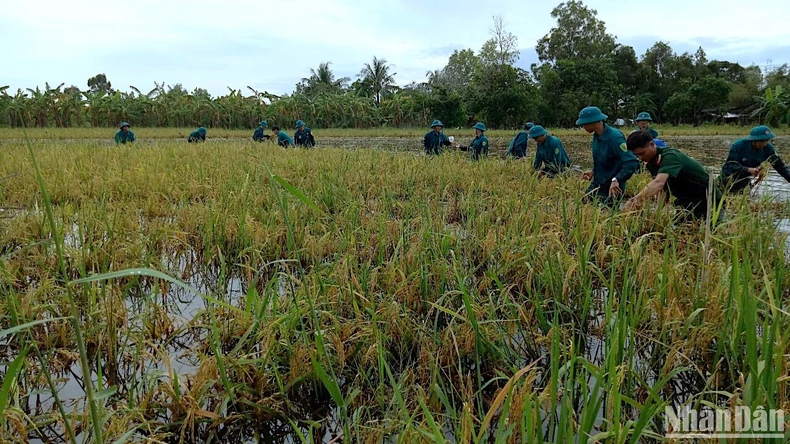 Hơn 19.000ha lúa ở Cà Mau chìm trong nước ảnh 2