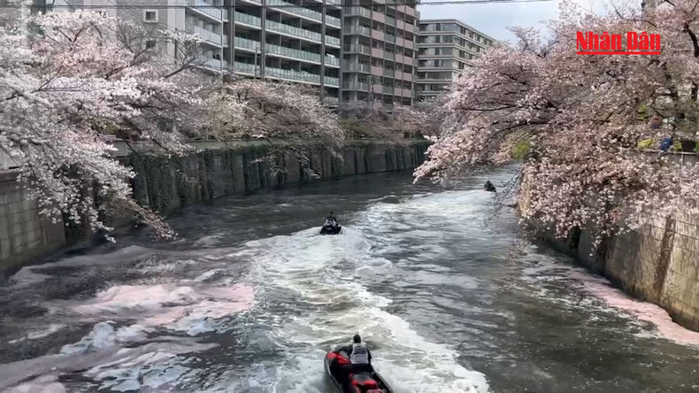 Nhật Bản bước vào mùa hoa anh đào  Quốc hoa trong lòng người dân xứ  mặt trời mọc