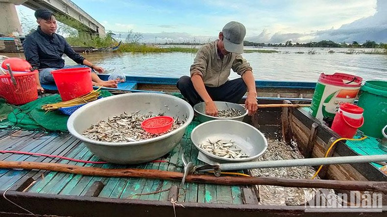 An Giang: Sôi động mùa nước nổi, cá ra sông ảnh 6