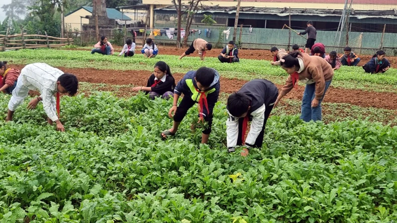 Lai Châu: Làm tốt công tác chăm, nuôi học sinh bán trú ở huyện biên giới Mường Tè ảnh 4