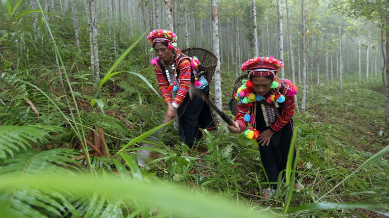 Hiệu quả từ dịch vụ môi trường rừng ở Lai Châu ảnh 4