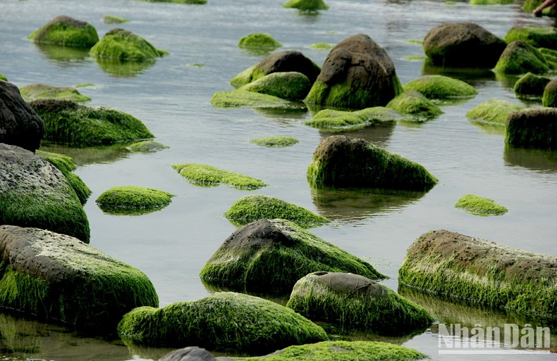 Về Rạn Nam Ô - Mùa rêu xanh ảnh 1