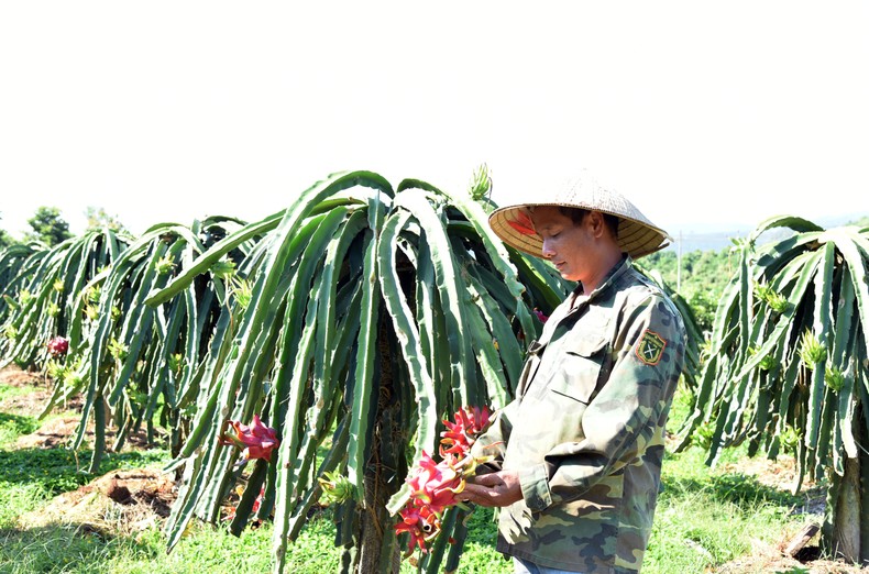 Nông sản Việt nhộn nhịp xuất khẩu sang thị trường Trung Quốc ảnh 3