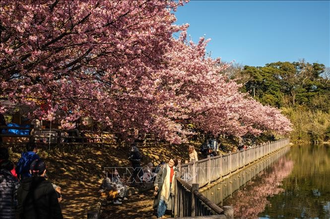 Nhật Bản: Hoa anh đào nở sớm bất thường ở thủ đô Tokyo ảnh 2