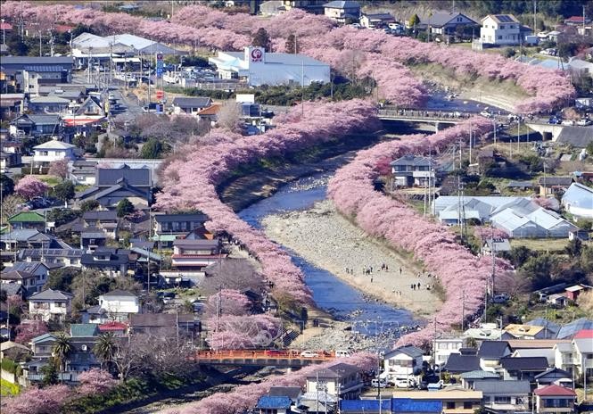Nhật Bản: Hoa anh đào nở sớm bất thường ở thủ đô Tokyo ảnh 3
