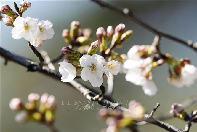 Nhật Bản: Hoa anh đào nở sớm bất thường ở thủ đô Tokyo ảnh 1