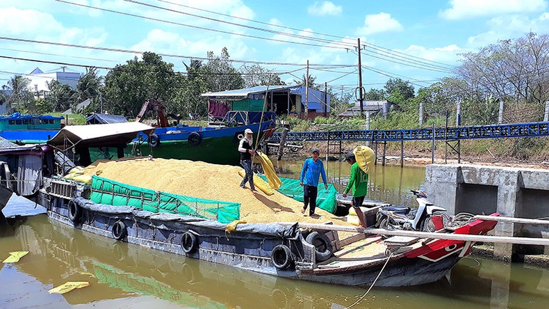 Thời cơ mới cho ngành lúa gạo bứt phá ảnh 1